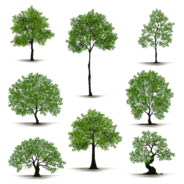 Illustration Realistic Tree Isolated Premium Vector