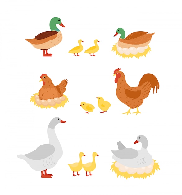 Download Free Illustration Set Of Poultry Hen Cock Duck And Goose Chicken On Use our free logo maker to create a logo and build your brand. Put your logo on business cards, promotional products, or your website for brand visibility.