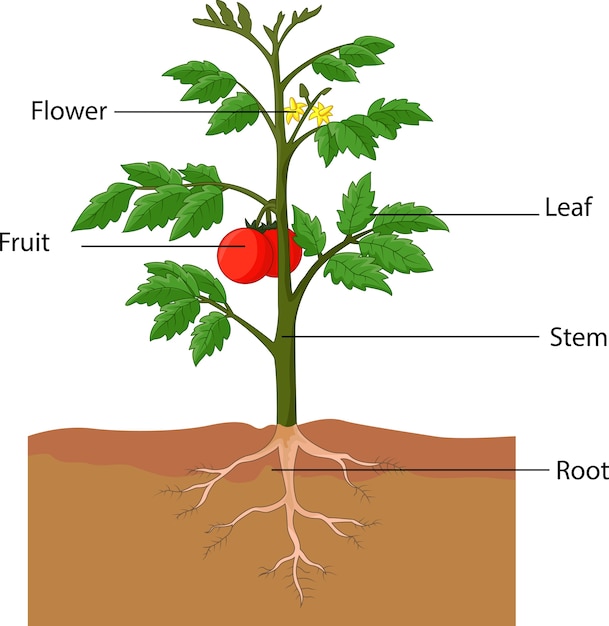 トマトの植物の部分を示すイラスト プレミアムベクター