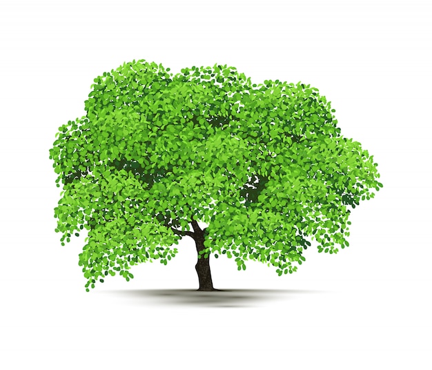 Premium Vector | Illustration tree isolated on white background