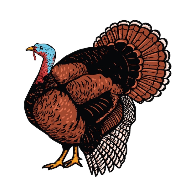 Premium Vector | Illustration of the turkey on white background ...