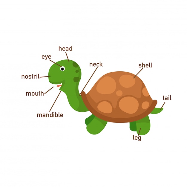 Illustration of turtle vocabulary part of body,write the correct ...