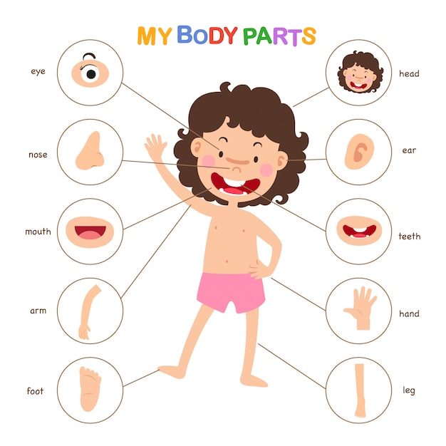 Premium Vector | Illustration of vocabulary part of body