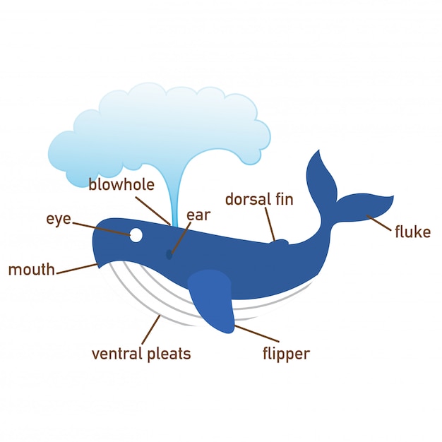 Premium Vector | Illustration of whale vocabulary part of body.vector