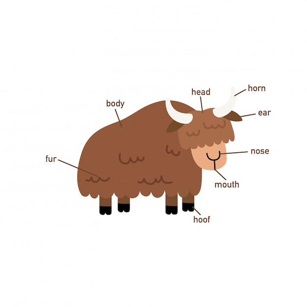 Premium Vector | Illustration of yak vocabulary part of body.vector