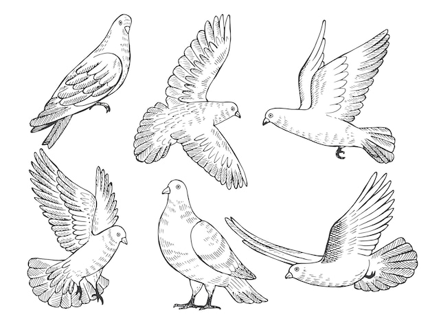 ハトのイラストセット 分離された鳥の手描きの写真 プレミアムベクター