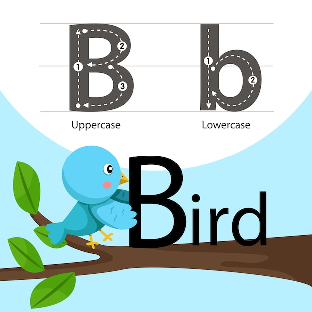 Premium Vector | Illustrator Of Bird With B Font