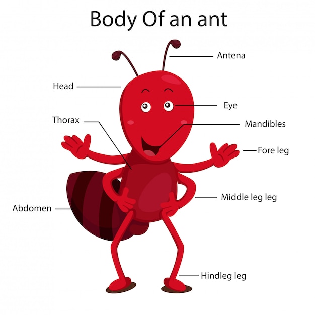 Premium Vector | Illustrator of body parts of ant