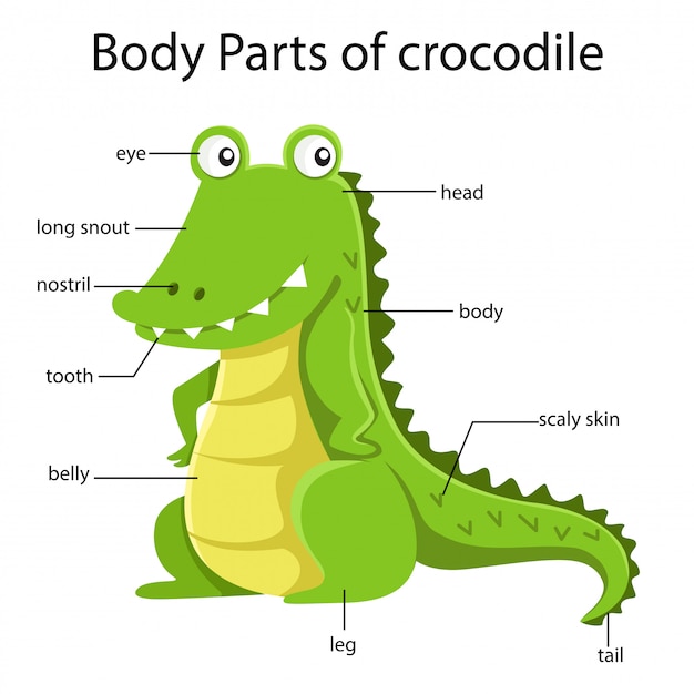 Premium Vector | Illustrator of body parts of crocodile