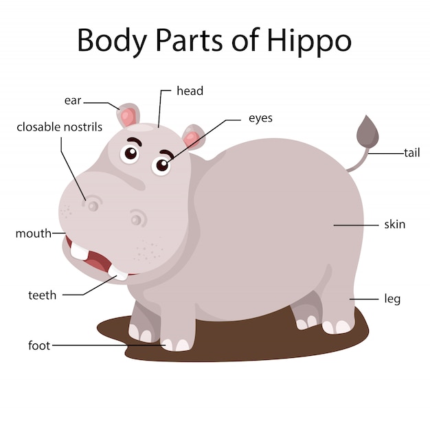 Hippo Diagram