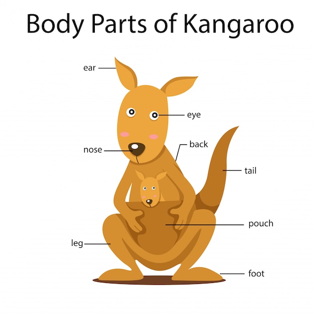 Premium Vector | Illustrator of body parts of kangaroo