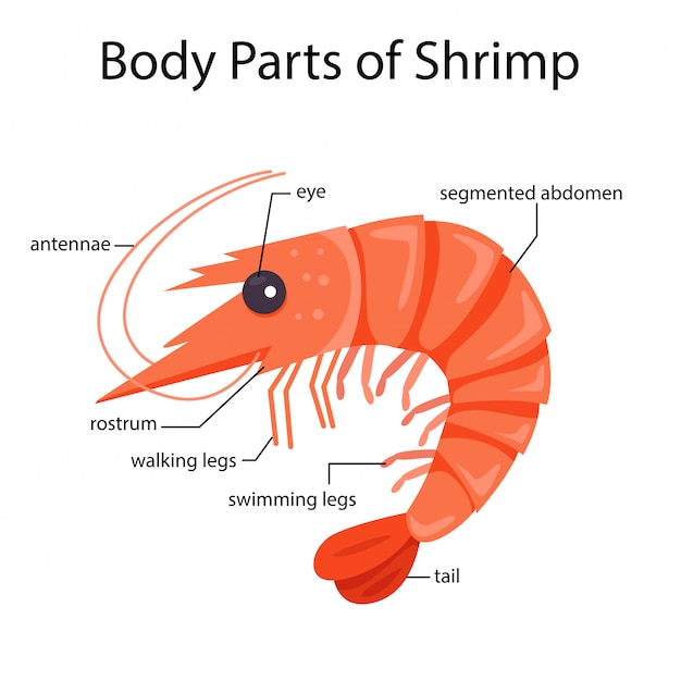 Parts Of A Shrimp