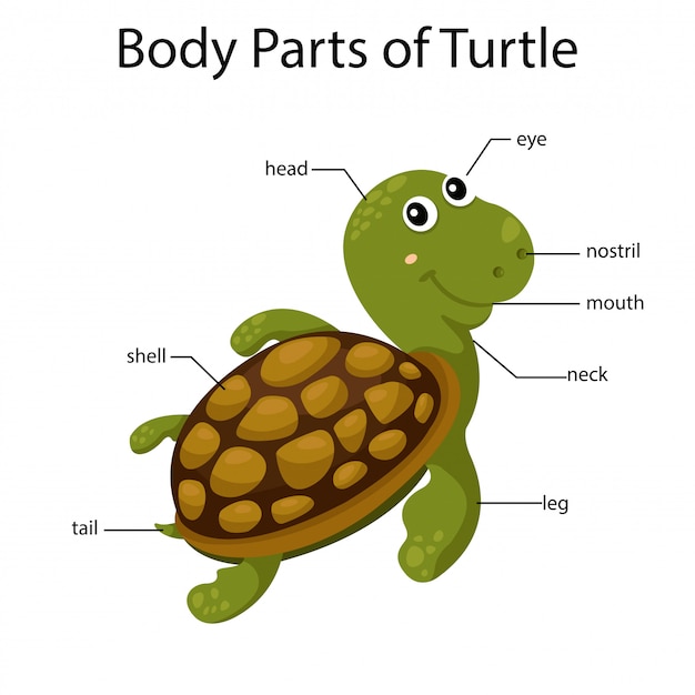 Premium Vector | Illustrator of body parts of turtle