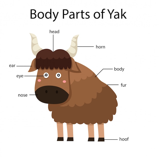 Illustrator of body parts of yak | Premium Vector