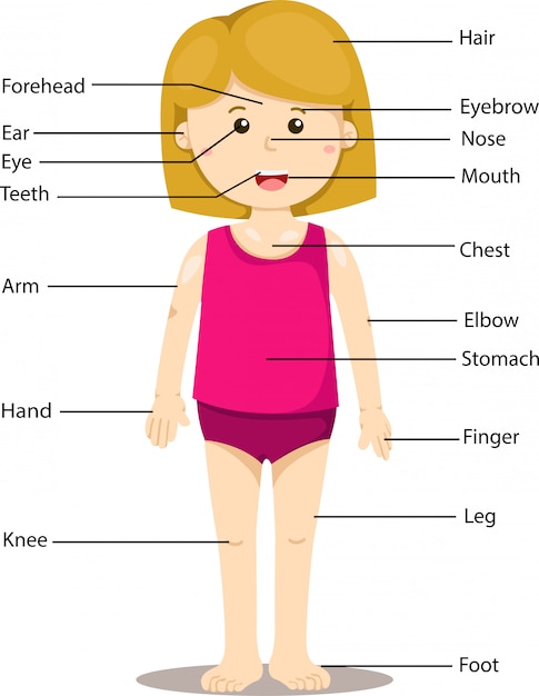 Premium Vector | Illustrator of girl with labeled body parts