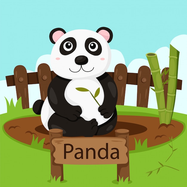 Premium Vector Illustrator Of Panda In The Zoo