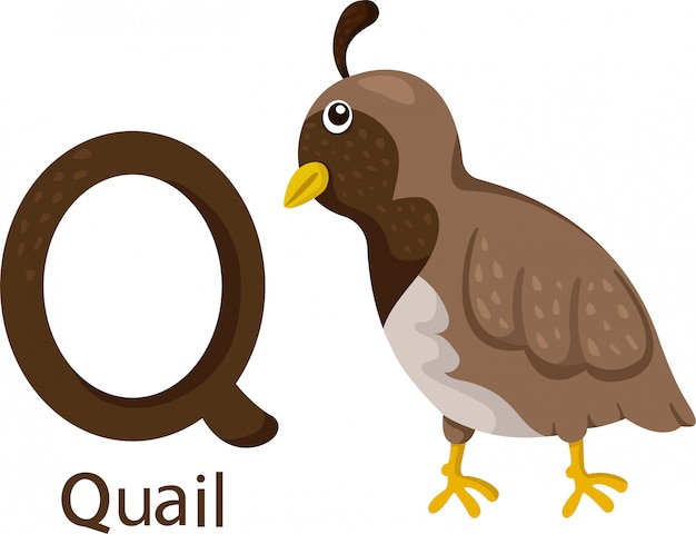 Download Free Illustrator Of Q With Quail Premium Vector Use our free logo maker to create a logo and build your brand. Put your logo on business cards, promotional products, or your website for brand visibility.