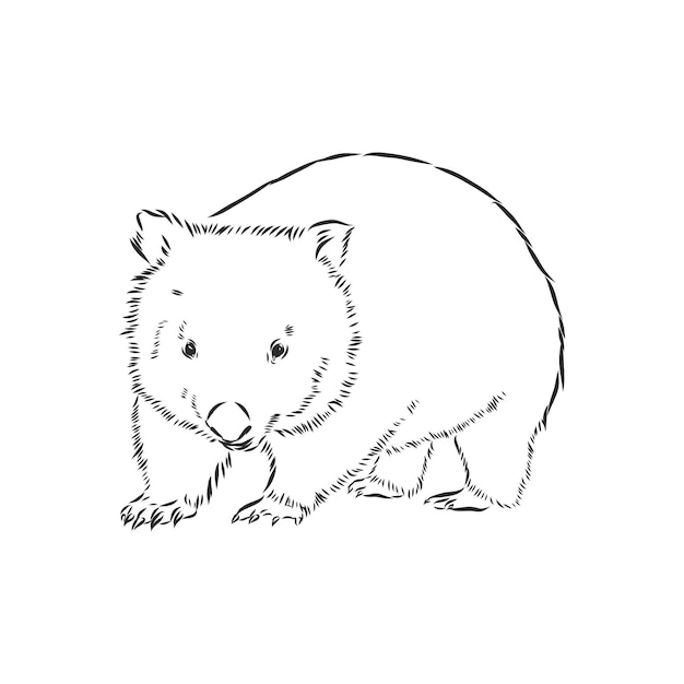 Premium Vector | Illustratuin with wombat sketch isolated on white ...