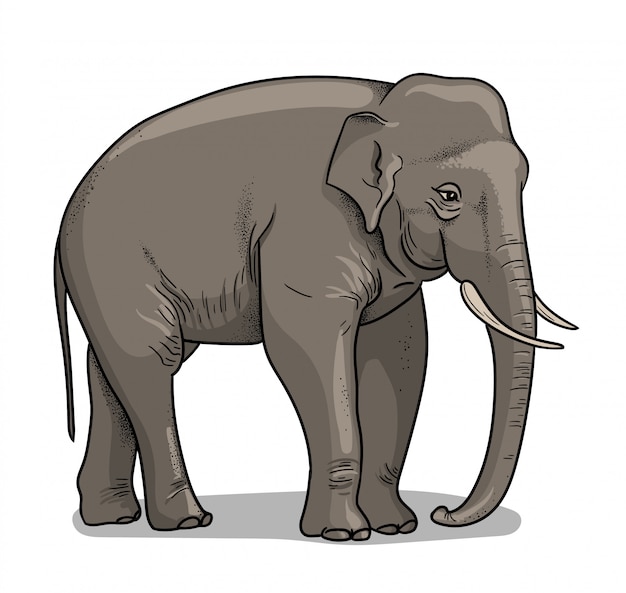 プレミアムベクター 漫画のスタイルで分離されたインド象 教育動物学イラスト 塗り絵