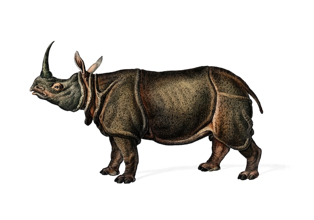 Indian rhinoceros (rhinoceros unicornis) Free Vector