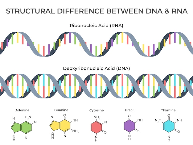 Premium Vector Infographic Dna And Rna Spiral Ribonucleic Vs Deoxyribonucleic Acid Structure Genetic Structure And Scientific Illustration