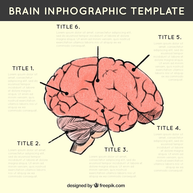 Free Vector Infographic Of Human Brain With Different Options 9229