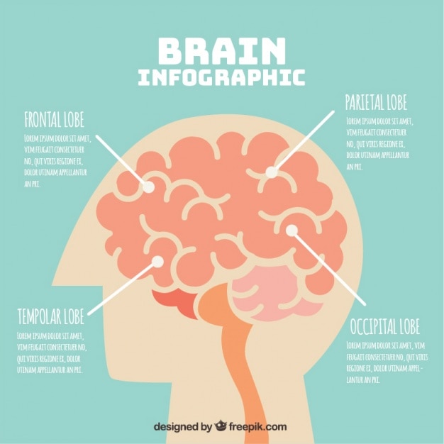 Human Brain Infographic