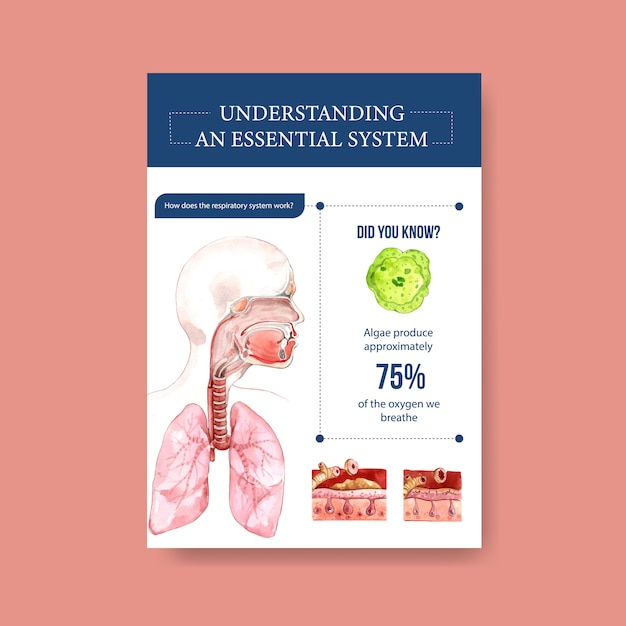 Information about anatomy of the respiratory system and understanding ...