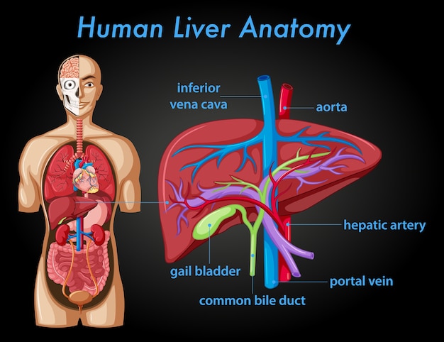 Free Vector Information Poster Of Human Liver Anatomy