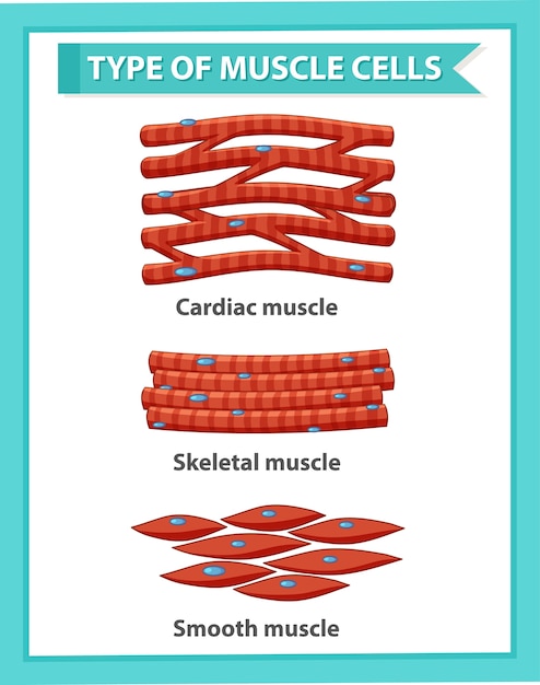 Free Vector | Information poster of muscle cells