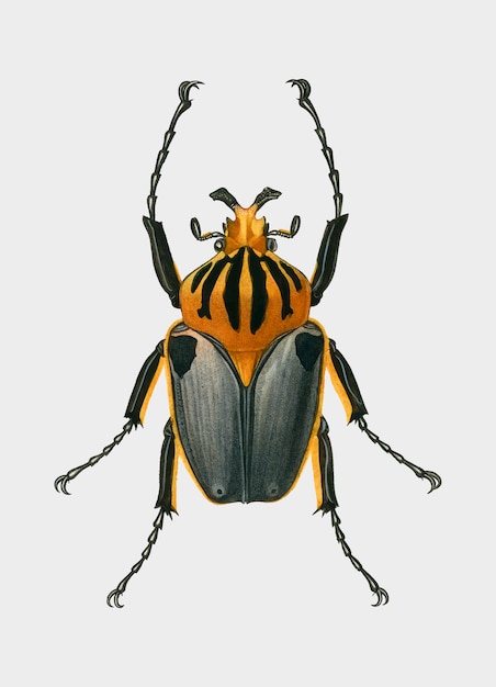 Free Vector | Insect