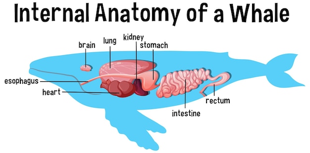 Free Vector Internal Anatomy Of A Whale With Label