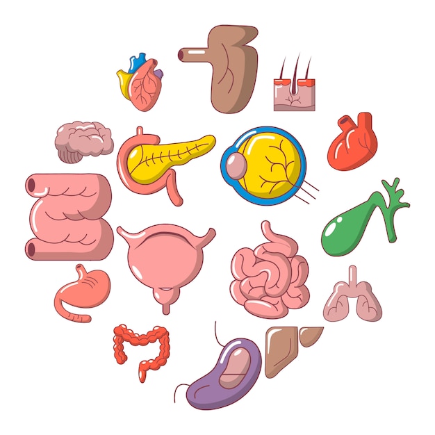 Premium Vector | Internal human organs icon set, cartoon style