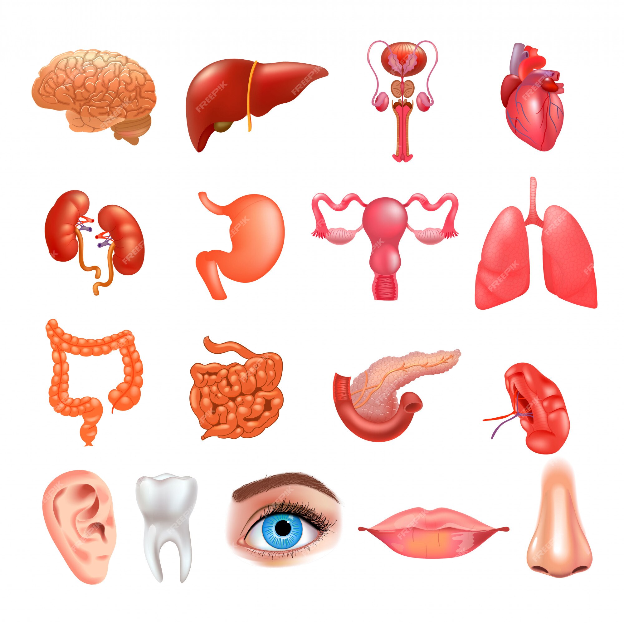 Premium Vector | Internal organs icon set. realistic illustration.