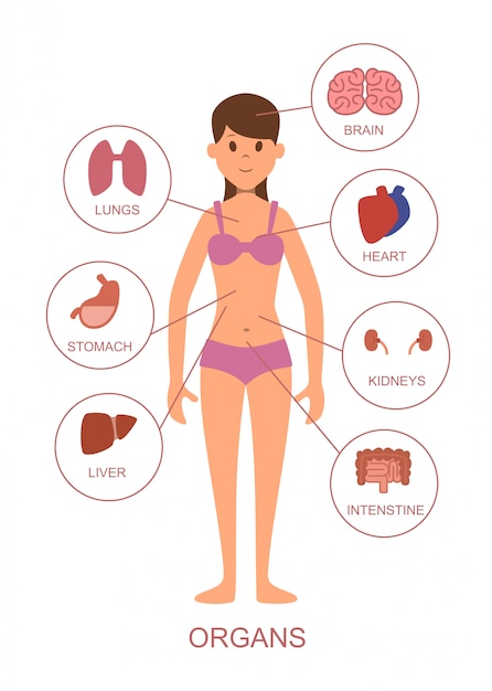 人体の内臓女性の身体の解剖学 プレミアムベクター