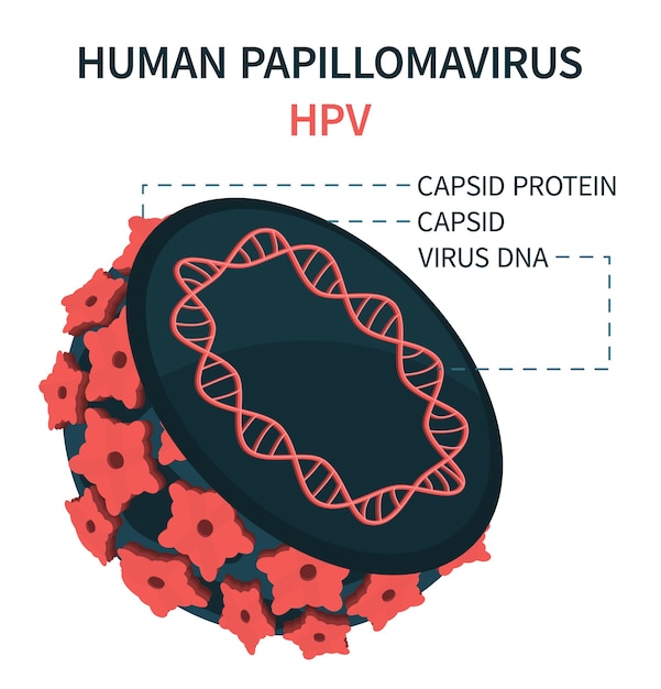 human papillomavirus hpv structure)