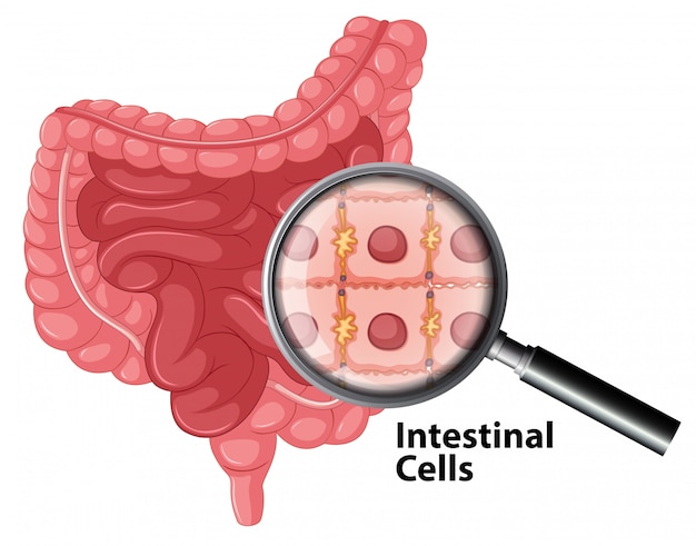 Intestinal cells anatomy on white background Free Vector