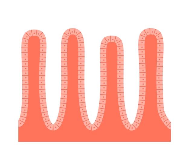 Premium Vector | Intestinal Villi Diagram. Surface Area Of Intestinal ...