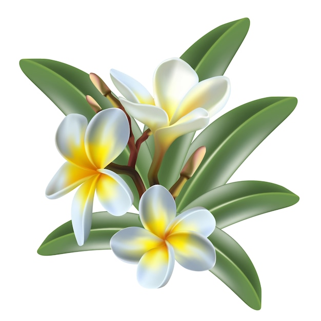 Premium Vector | Isolated Icon Exotic Frangipani Flower And Leaves On ...