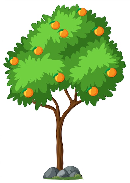 Isolated orange  tree  on white background Vector Free 