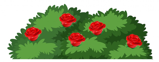 Free Vector | Isolated rose bush on white background