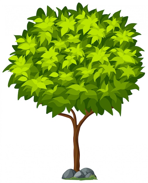 Free Vector | Isolated tree on white background