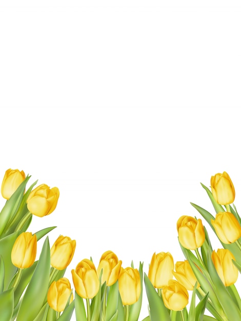 Premium Vector | Isolated tulip frame arrangement, on a white background.