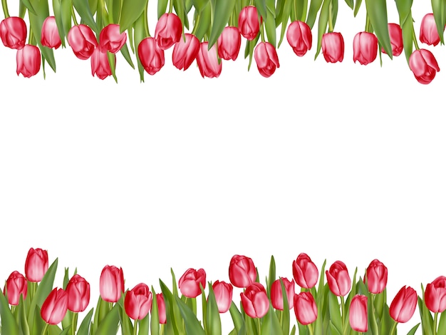 Isolated tulip frame arrangement. | Premium Vector