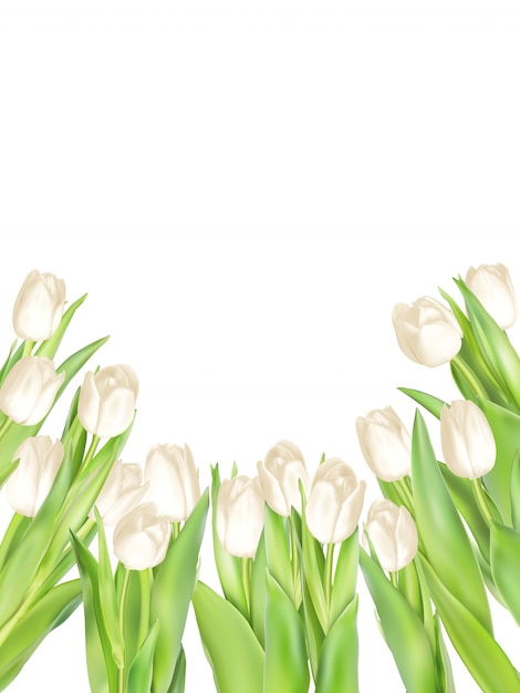 Download Isolated tulip frame. | Premium Vector