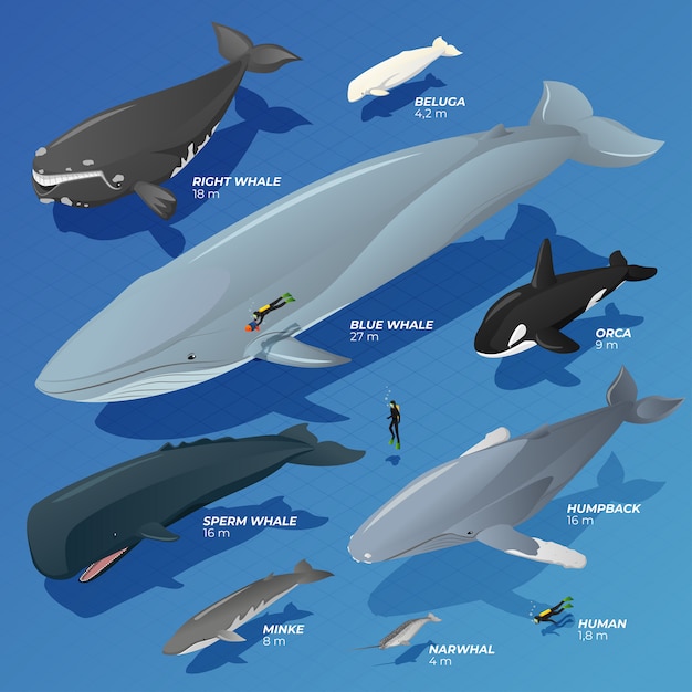 Collection 100+ Wallpaper Types Of Whales List With Pictures Sharp 10/2023