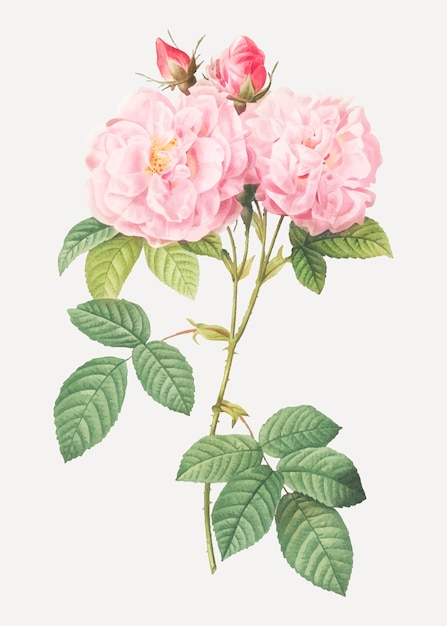 Free Vector | Italian damask rose