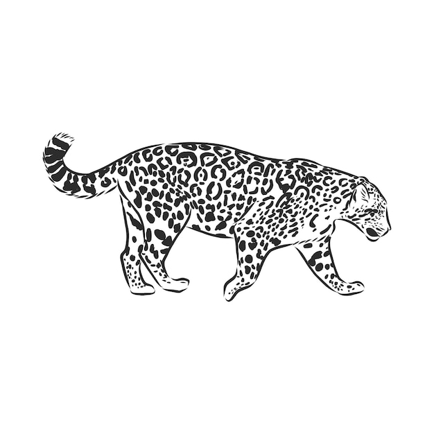 Premium Vector Jaguar. hand drawn sketch illustration isolated on