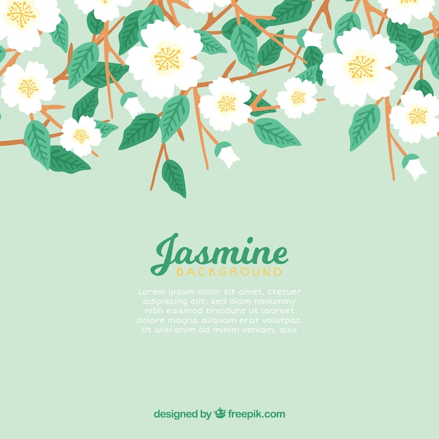 Jasmine flower background