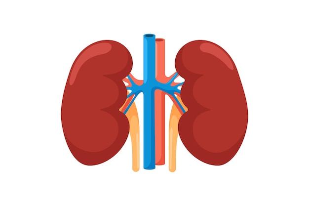 Premium Vector | Kidney human internal organ. urinary endocrine system ...